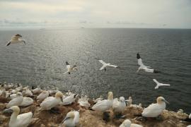 Głuptak - Morus bassanus - Northern Gannet