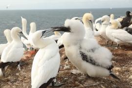 Głuptak - Morus bassanus - Northern Gannet