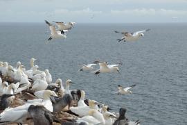 Głuptak - Morus bassanus - Northern Gannet