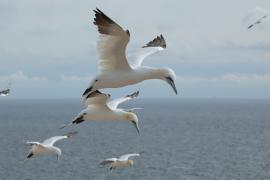 Głuptak - Morus bassanus - Northern Gannet