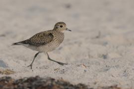 Siewka złota - Pluvialis apricaria - European Golden Plover