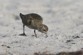 Siewka złota - Pluvialis apricaria - European Golden Plover
