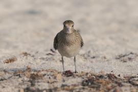 Siewka złota - Pluvialis apricaria - European Golden Plover