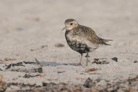 Siewka złota - Pluvialis apricaria - European Golden Plover