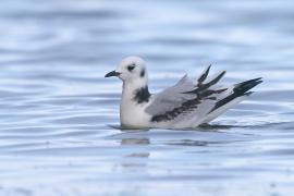 Mewa trójpalczasta - Rissa tridactyla - Black-legged Kittiwake