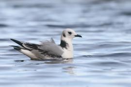Mewa trójpalczasta - Rissa tridactyla - Black-legged Kittiwake