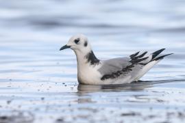 Mewa trójpalczasta - Rissa tridactyla - Black-legged Kittiwake