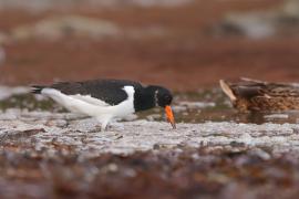 Ostrygojad - Haematopus ostralegus - Eurasian Oystercatcher