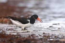 Ostrygojad - Haematopus ostralegus - Eurasian Oystercatcher