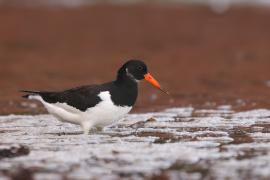 Ostrygojad - Haematopus ostralegus - Eurasian Oystercatcher