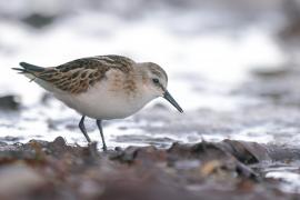 Biegus malutki - Calidris minuta - Little Stint