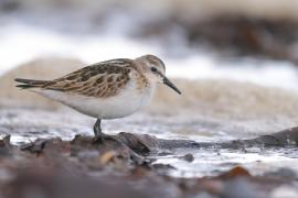 Biegus malutki - Calidris minuta - Little Stint