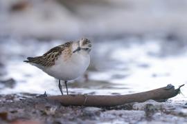 Biegus malutki - Calidris minuta - Little Stint