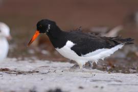 Ostrygojad - Haematopus ostralegus - Eurasian Oystercatcher