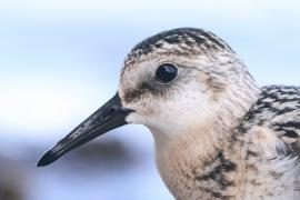 Piaskowiec - Calidris alba - Sanderling