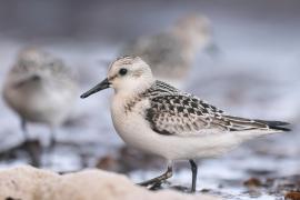 Piaskowiec - Calidris alba - Sanderling