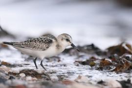 Piaskowiec - Calidris alba - Sanderling