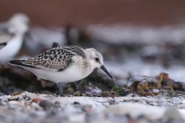 Piaskowiec - Calidris alba - Sanderling