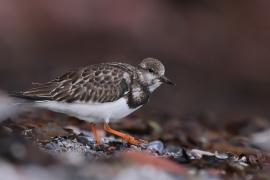 Kamusznik - Arenaria interpres - Ruddy Turnstone