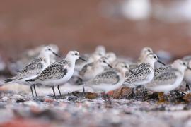Piaskowiec - Calidris alba - Sanderling