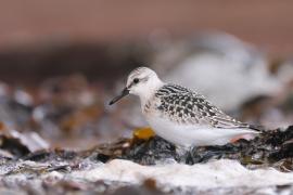 Piaskowiec - Calidris alba - Sanderling