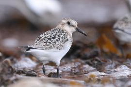 Piaskowiec - Calidris alba - Sanderling