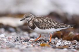 Kamusznik - Arenaria interpres - Ruddy Turnstone