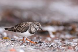 Kamusznik - Arenaria interpres - Ruddy Turnstone