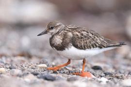 Kamusznik - Arenaria interpres - Ruddy Turnstone