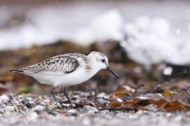 Piaskowiec - Calidris alba - Sanderling