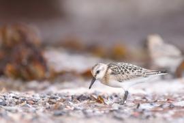 Piaskowiec - Calidris alba - Sanderling