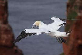 Głuptak - Morus bassanus - Northern Gannet