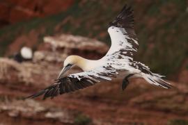 Głuptak - Morus bassanus - Northern Gannet
