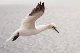 Głuptak - Morus bassanus - Northern Gannet