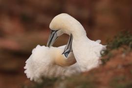 Głuptak - Morus bassanus - Northern Gannet