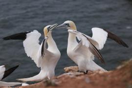 Głuptak - Morus bassanus - Northern Gannet