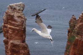 Głuptak - Morus bassanus - Northern Gannet