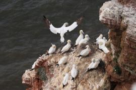 Głuptak - Morus bassanus - Northern Gannet