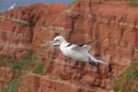 Głuptak - Morus bassanus - Northern Gannet