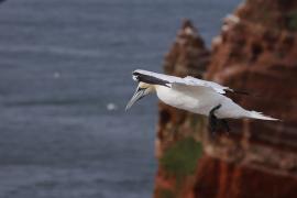 Głuptak - Morus bassanus - Northern Gannet