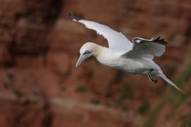 Głuptak - Morus bassanus - Northern Gannet