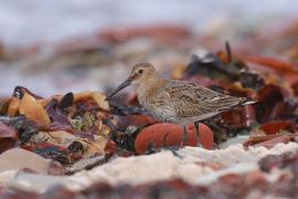 Biegus zmienny - Calidris alpina - Dunlin