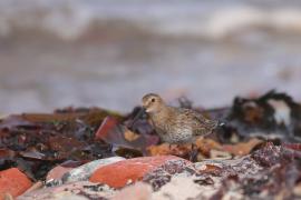 Biegus zmienny - Calidris alpina - Dunlin