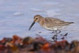 Biegus zmienny - Calidris alpina - Dunlin