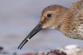 Biegus zmienny - Calidris alpina - Dunlin