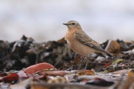 Białorzytka - Oenanthe oenanthe - Northern Wheatear