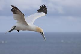 Głuptak - Morus bassanus - Northern Gannet