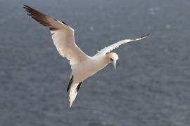 Głuptak - Morus bassanus - Northern Gannet