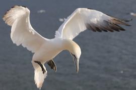 Głuptak - Morus bassanus - Northern Gannet