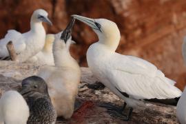 Głuptak - Morus bassanus - Northern Gannet